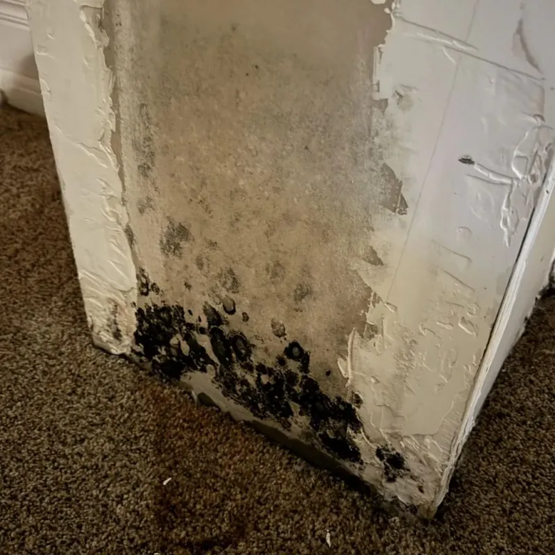Professional Mold Removal in Jefferson County, AL